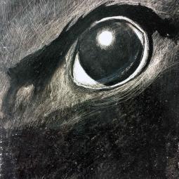 série sur les aigles